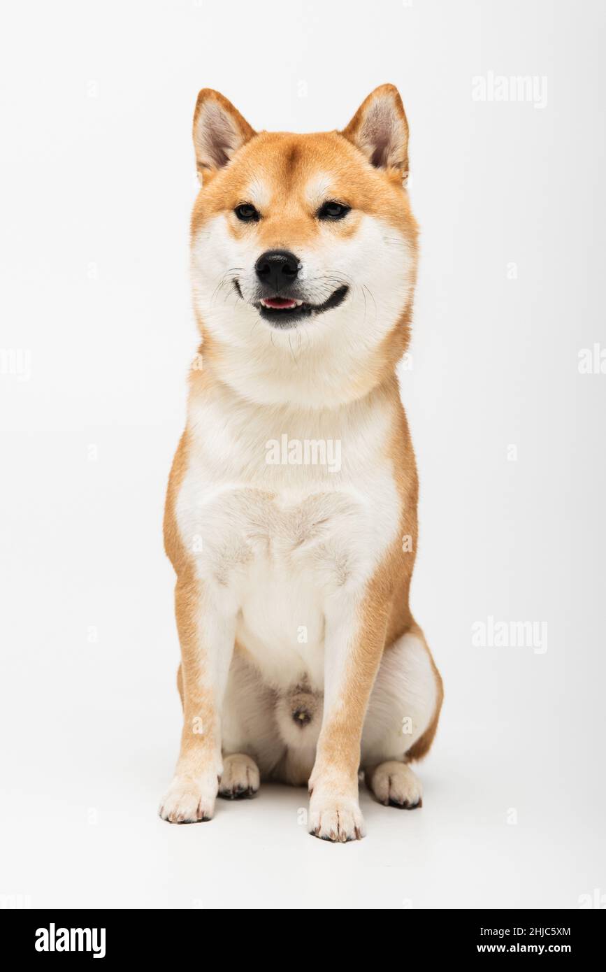 Grey shiba best sale