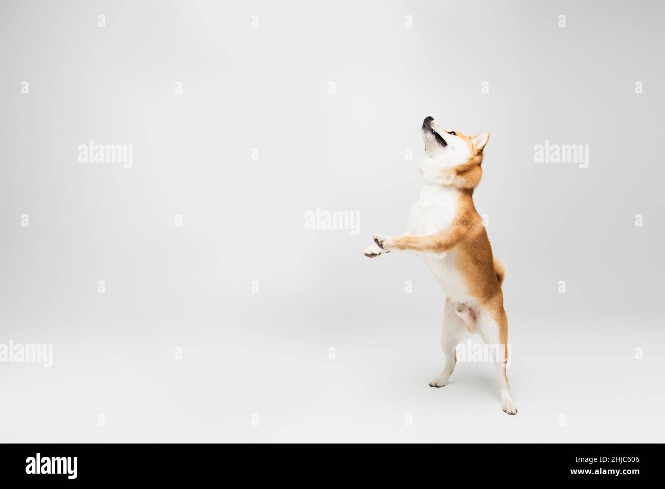Shiba inu hind cheap