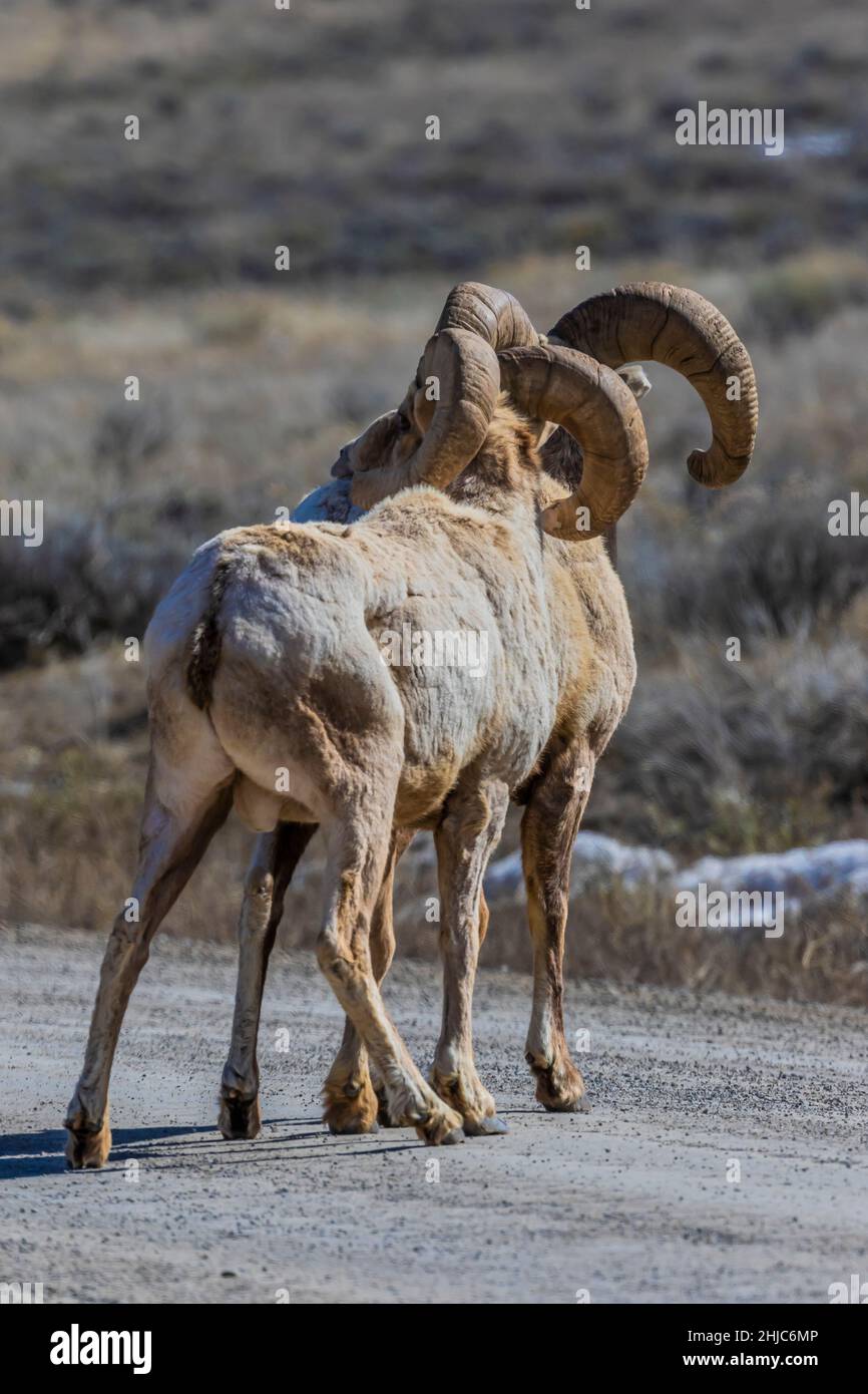 Rocky Mountain Bighorn Sheep, Ovis canadensis, in National Elk Refuge, Jackson Hole, Wyoming, USA Stock Photo