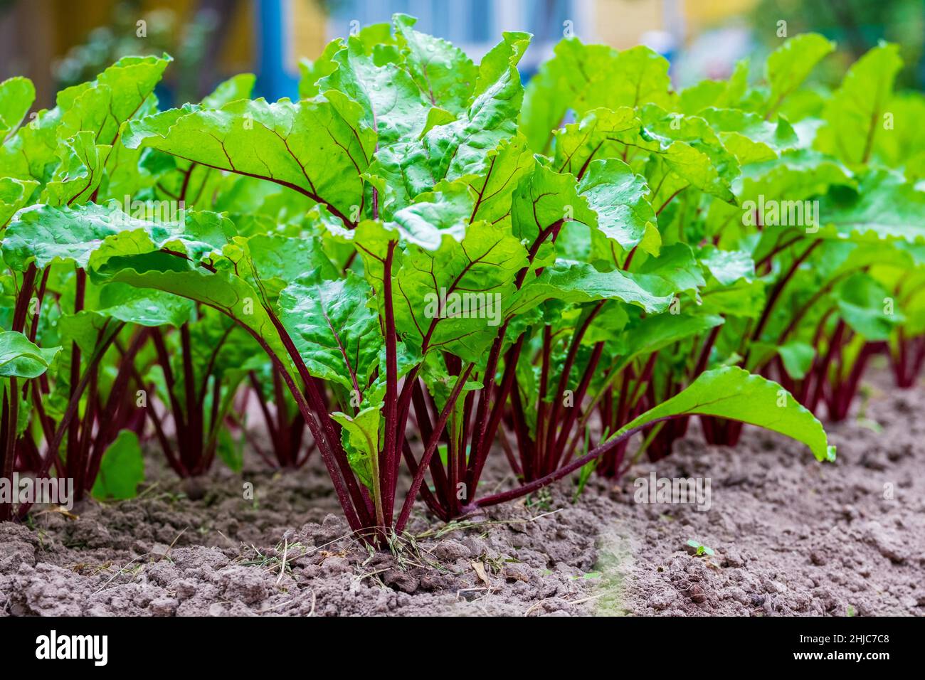 Young fresh beet leaves. Beetroot plants in a row from a close distance
