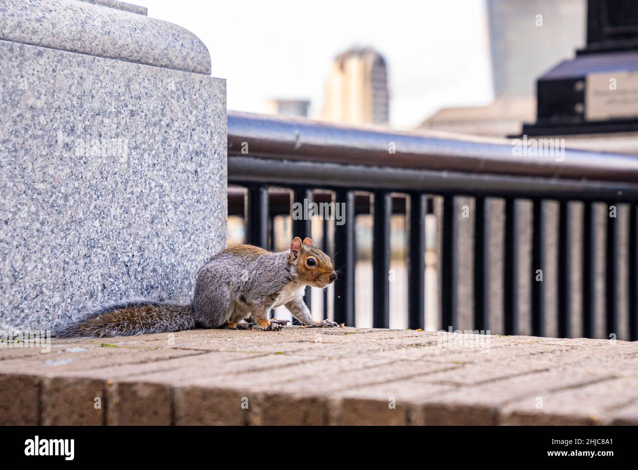 Cute little fluffy squirrel perched on surrounding wall in city Stock Photo