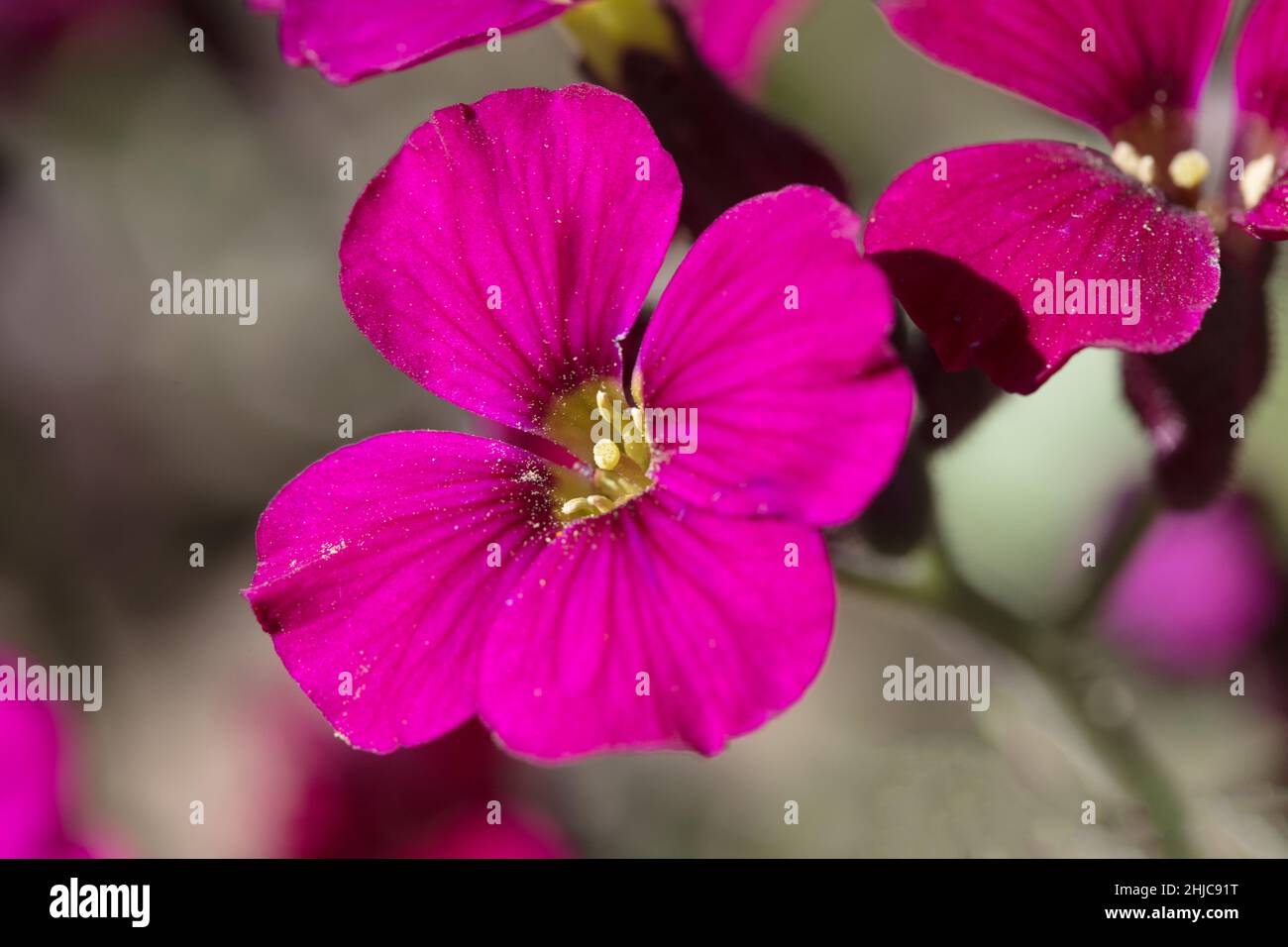 One dark pink Aubretia flower, Aubrieta Gloria, flowering in a rock garden in summertime, close-up view Stock Photo