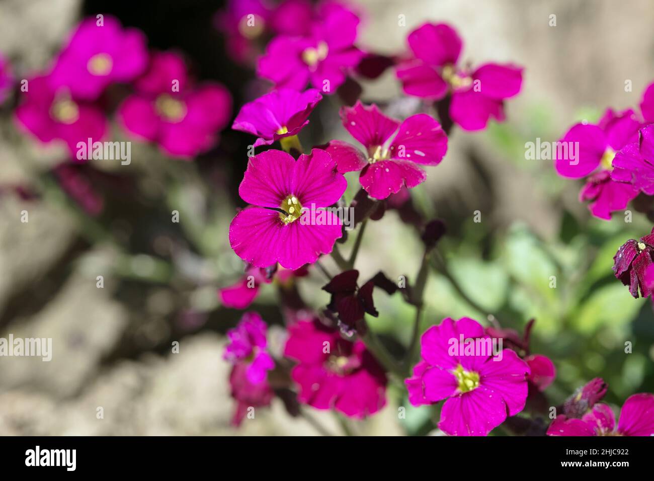 Dark pink Aubretia flowers, Aubrieta Gloria, flowering in a rock garden in the summer sunshine Stock Photo