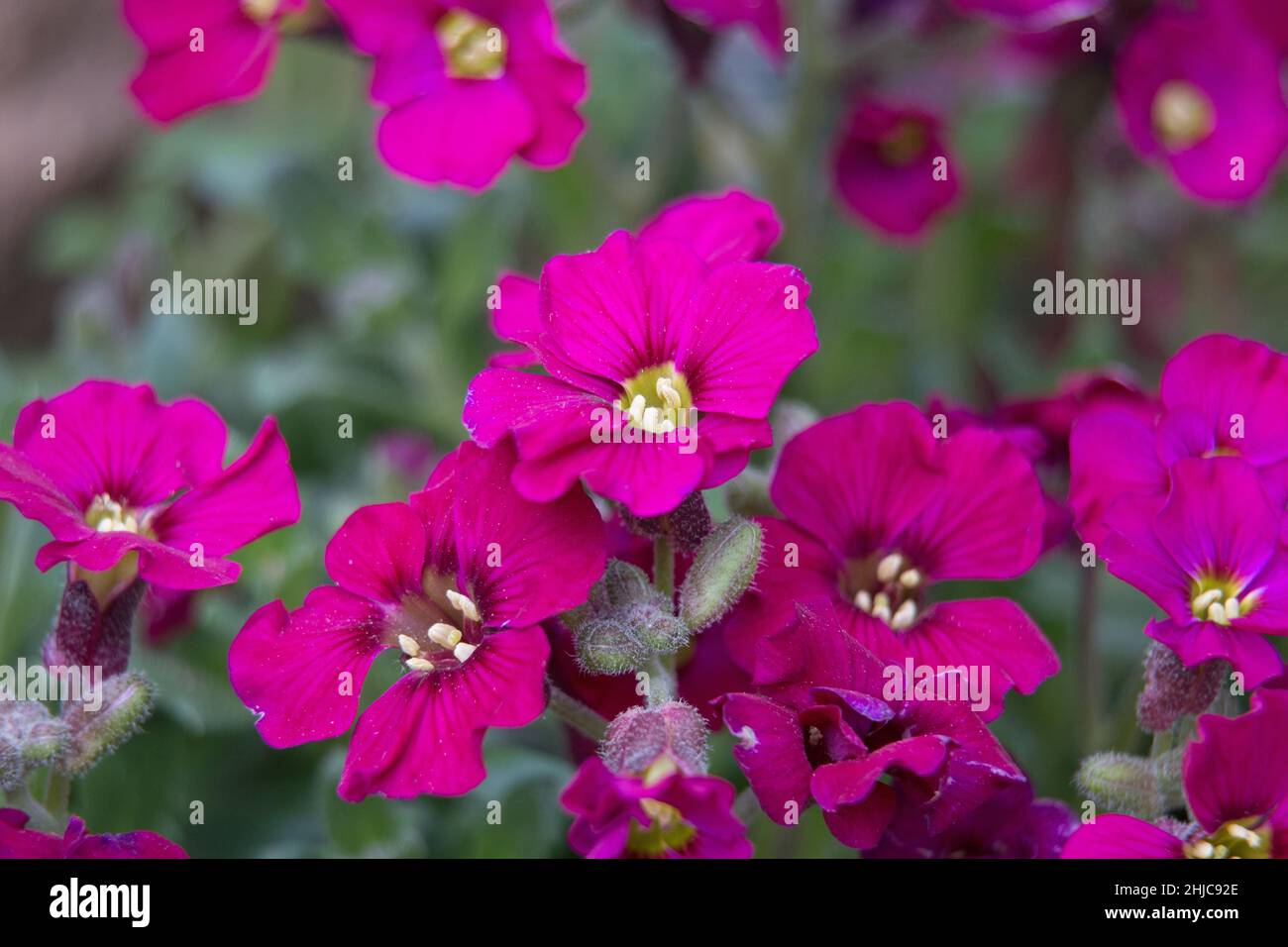 Dark pink Aubretia flowers, Aubrieta Gloria, flowering in a rock garden in summertime, close-up view Stock Photo