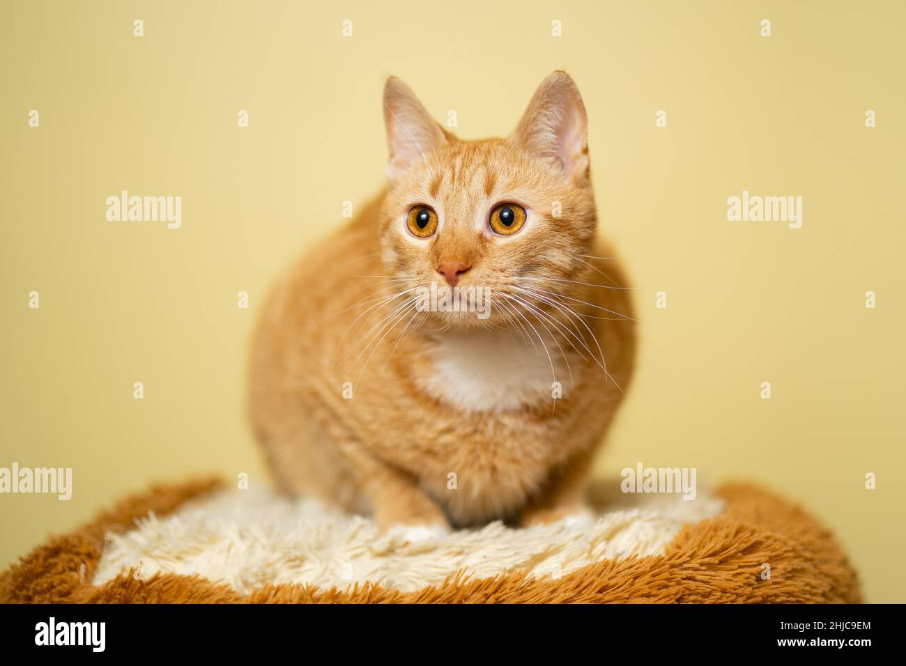 Adult yellow tabby tomcat hi-res stock photography and images - Alamy