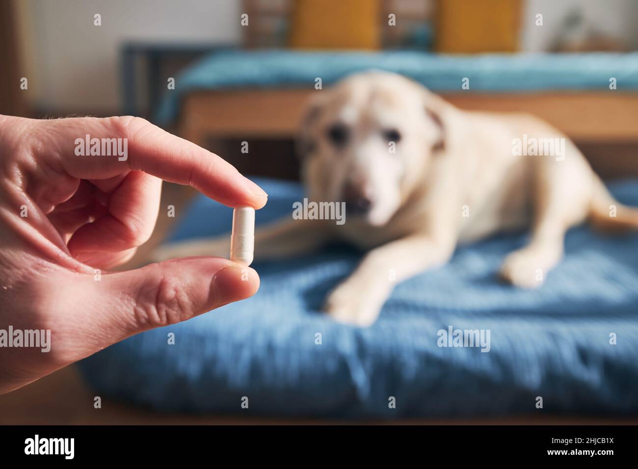 Man is holding in hand pill for ill dog. Pet owner giving medicine to his old labrador retriever. Stock Photo