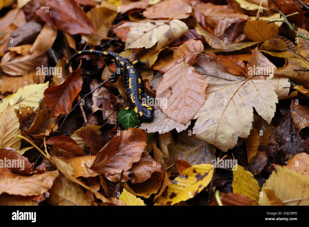 Fire Salamander (Salamandra salamandra)  Germany Stock Photo
