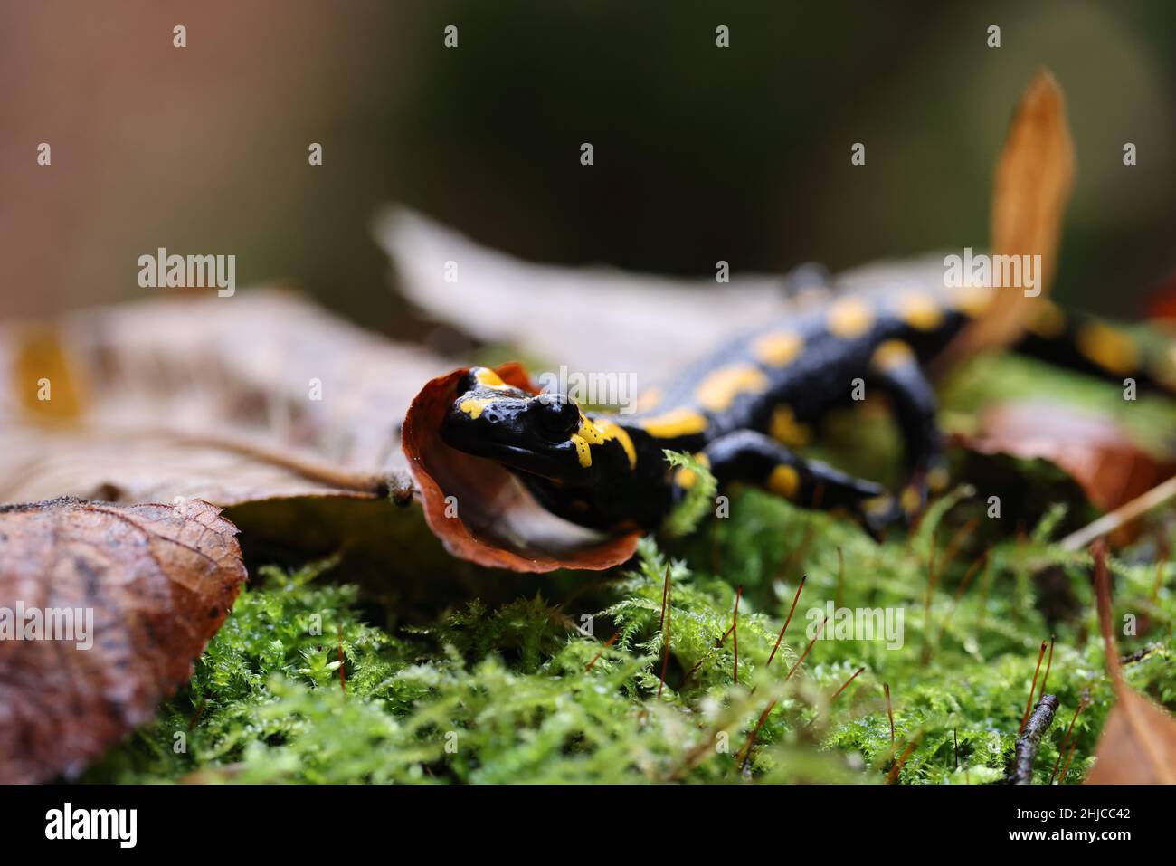 Fire Salamander (Salamandra salamandra)  Germany Stock Photo