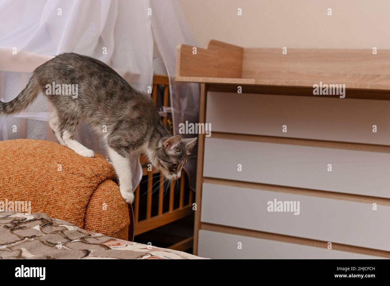 Cat ready to jump, cat at home Stock Photo Alamy