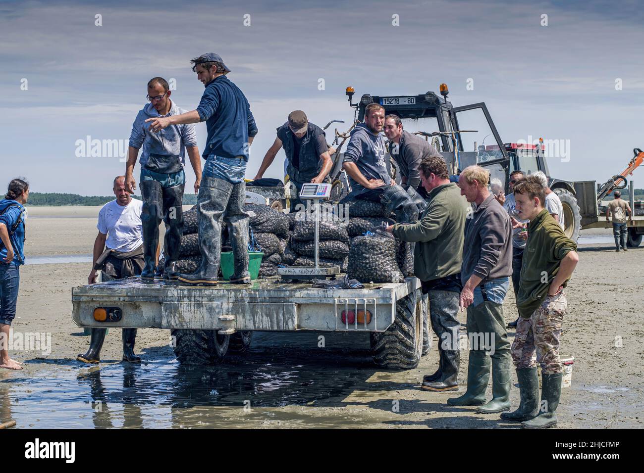 pêche aux coques en baie de Somme, tracteurs et remorques. Pêche à pied professionnelle. Stock Photo