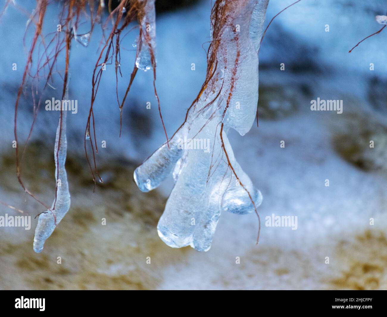 abstract picture with ice cubes embracing grass and tree roots ...