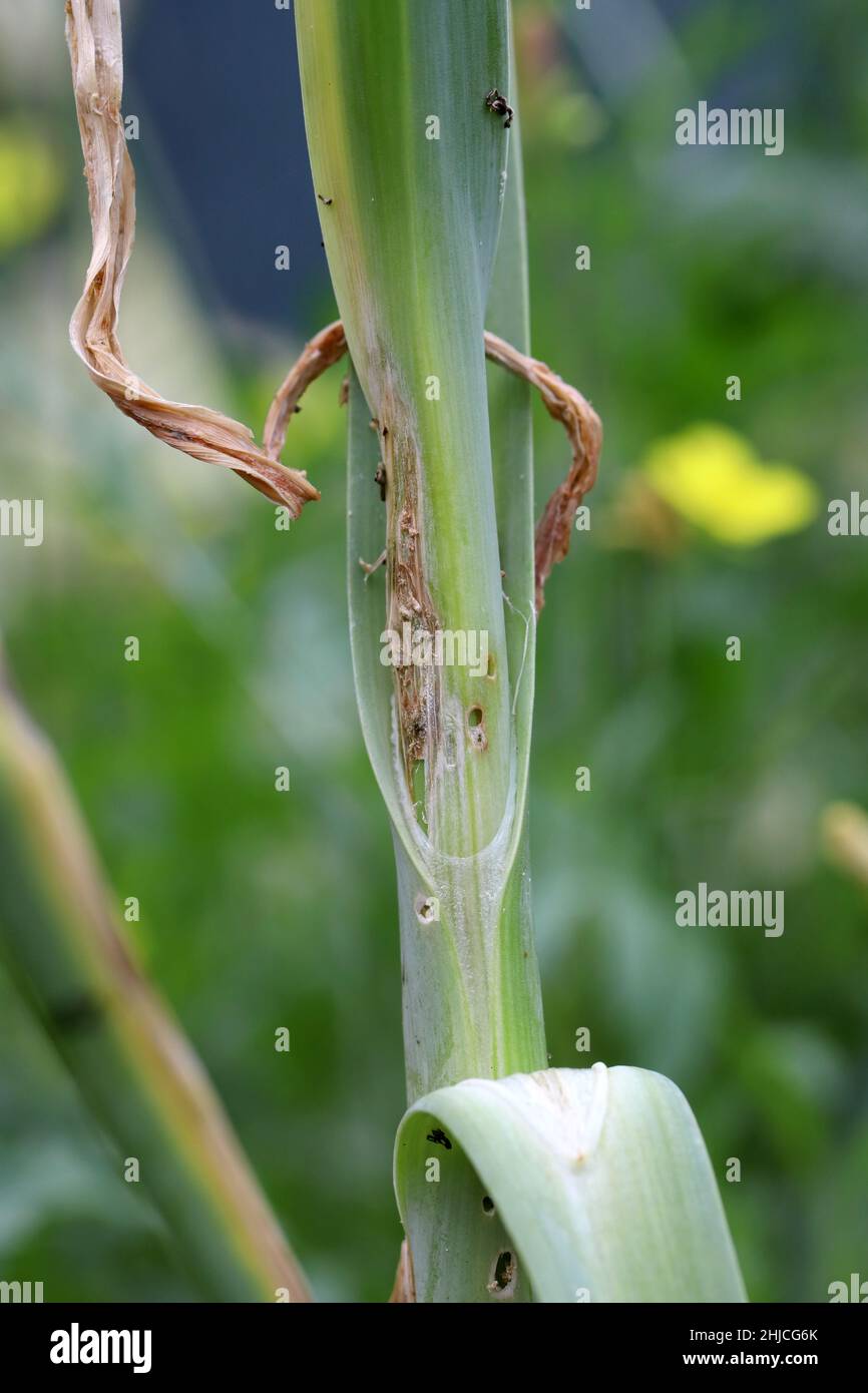 Leek plant damaged by caterpillars  of leek moth or onion leaf miner Acrolepia, Acrolepiopsis  assectella family Acrolepiidae. It is Invasive species Stock Photo