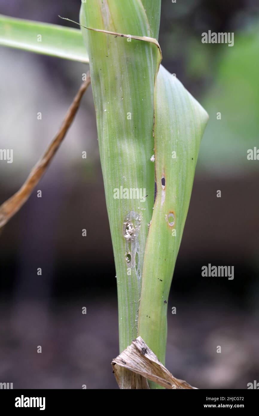 Leek plant damaged by caterpillars  of leek moth or onion leaf miner Acrolepia, Acrolepiopsis  assectella family Acrolepiidae. It is Invasive species Stock Photo