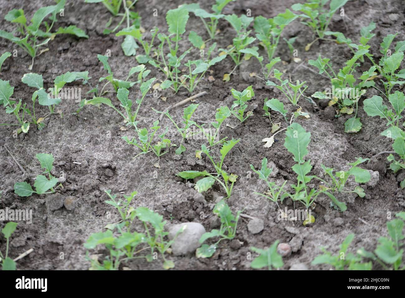 Rapeseed plants damaged by wildlife - deer and roe deer in the fall. Stock Photo