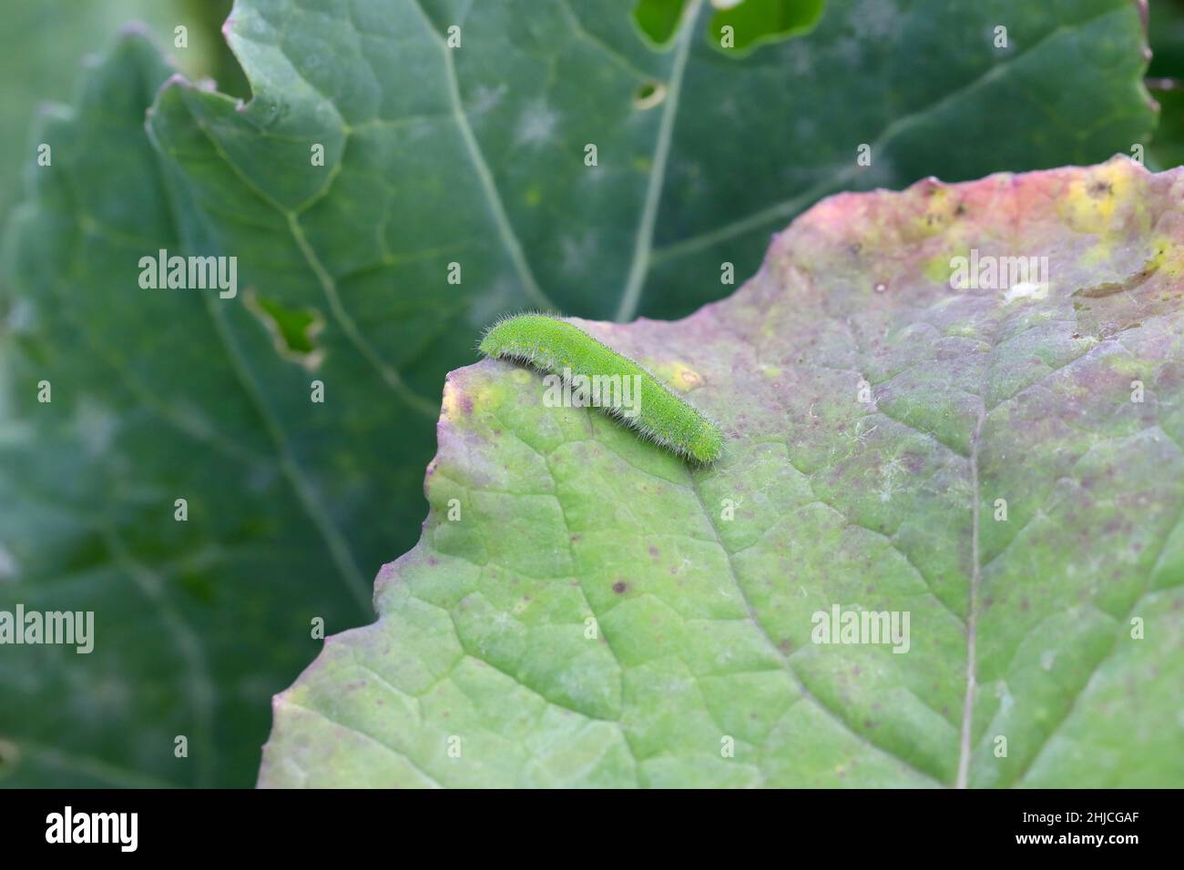 Caterpillar of Pieris rapae called cabbage white, cabbage butterfly or small white cabbage leaf. Stock Photo