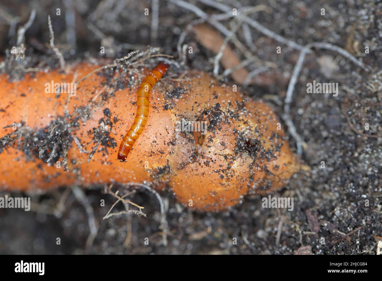Carrot root destroyed by larvae of Elateridae - Click beetles family called wireworms. Stock Photo