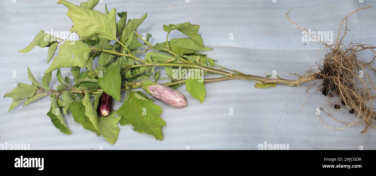 The entire eggplant plant including the root system Stock Photo Alamy