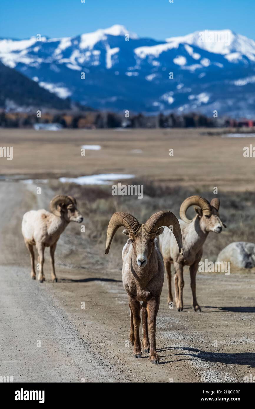 Rocky Mountain Bighorn Sheep, Ovis canadensis, in National Elk Refuge, Jackson Hole, Wyoming, USA Stock Photo