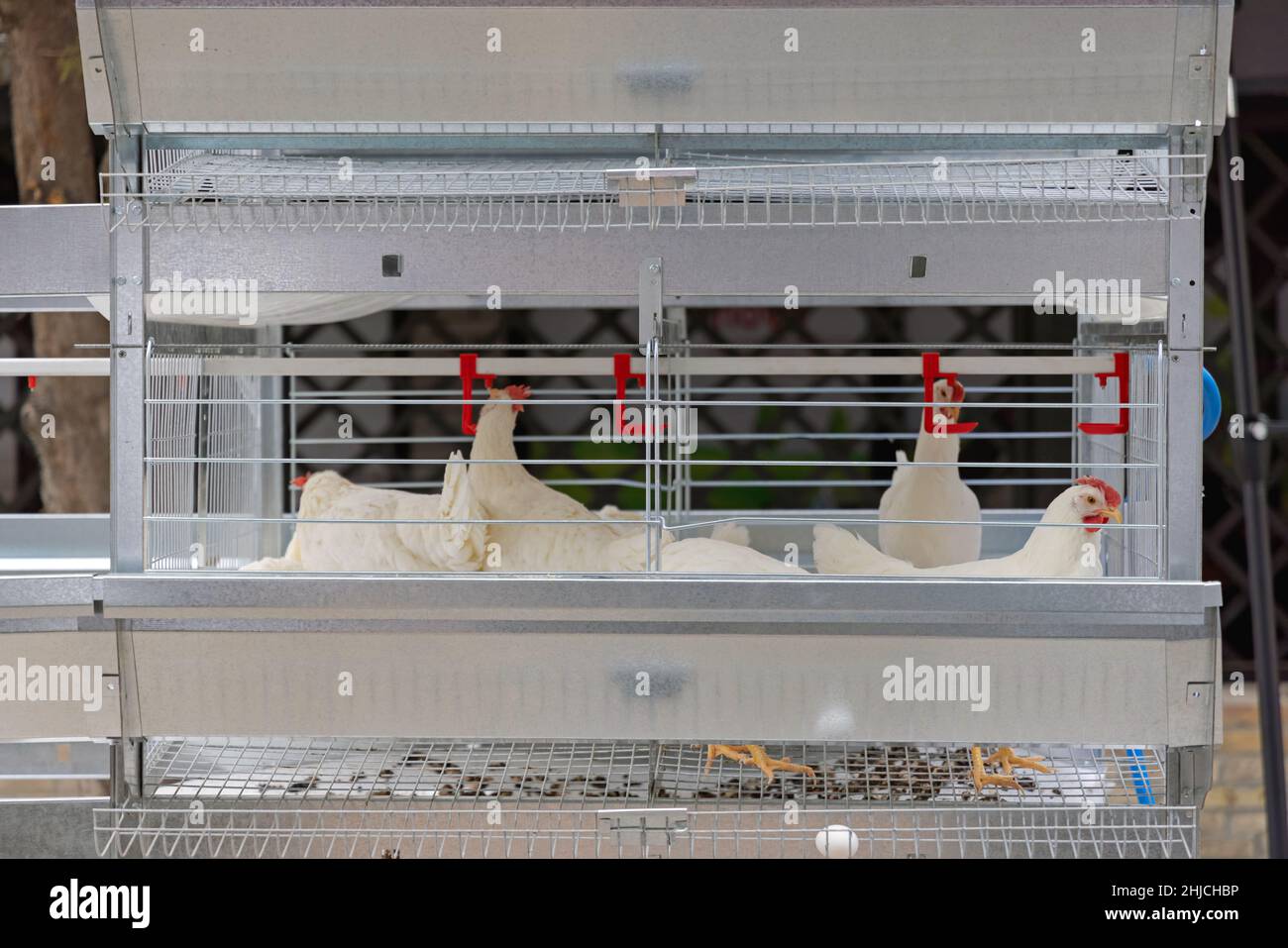 Chicken cages hires stock photography and images Alamy