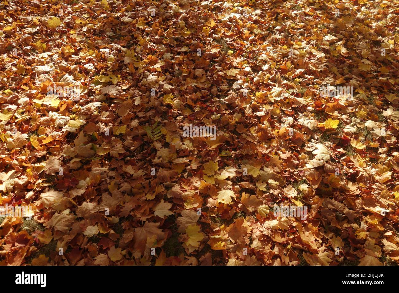 background of fallen leaf in autumnal colors Stock Photo