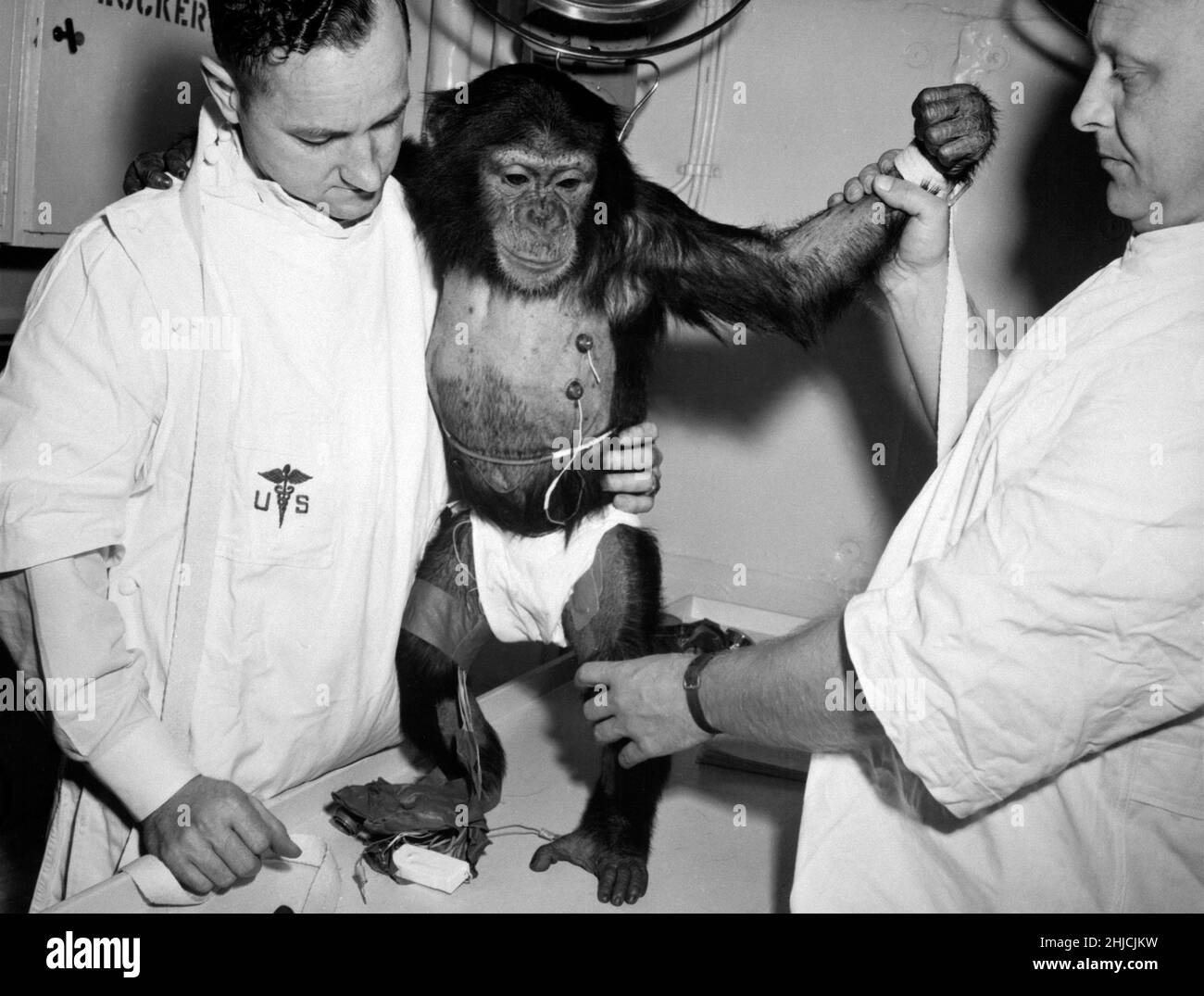 Ham the chimp with bio-sensors attached to his body is readied by handlers for his trip in the Mecury-Redstone 2 spacecraft. On January 31, 1961, a Mercury-Redstone launch from Cape Canaveral carried the chimpanzee, Ham, over 400 miles down range in an arching trajectory that reached a peak of 158 miles above the Earth. The mission was successful and Ham performed his lever-pulling task well in response to the flashing light. Stock Photo