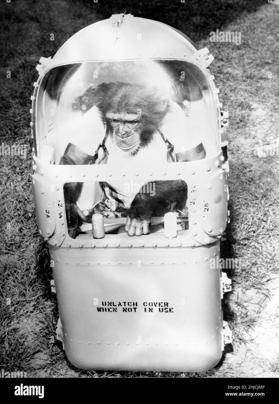 Ham in his flight couch, after his flight. On January 31, 1961, a Mercury-Redstone launch from Cape Canaveral carried the chimpanzee, Ham, over 400 miles down range in an arching trajectory that reached a peak of 158 miles above the Earth. The mission was successful and Ham performed his lever-pulling task well in response to the flashing light. Stock Photo