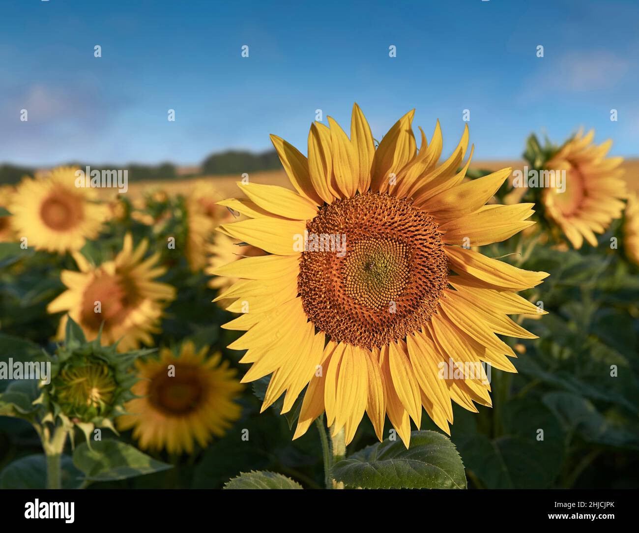 Sunflower Heads Flowering In A Filed Of Sunflowers In Early Moring Sun 