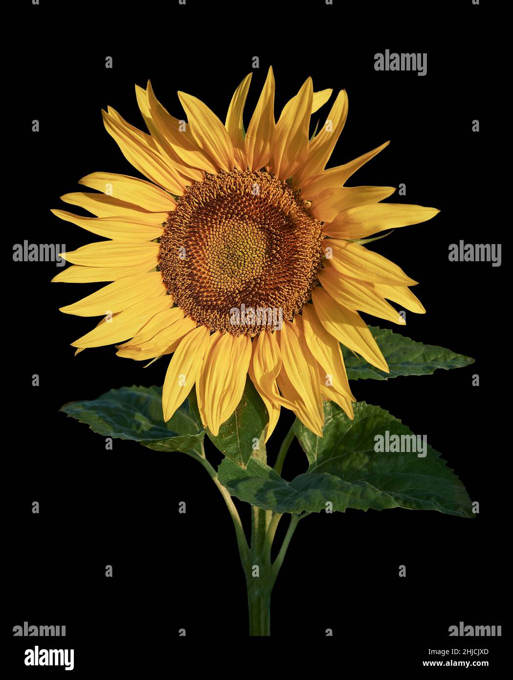 Single flowering sunflower head (Helianthus Annus). Yellow sunflower cut out  against a black background Stock Photo