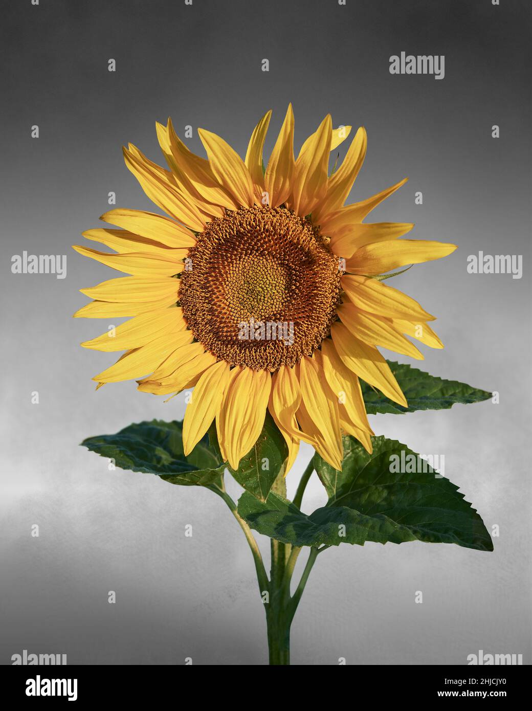 Single flowering sunflower head (Helianthus Annus). Yellow sunflower cut out  against a grey background Stock Photo