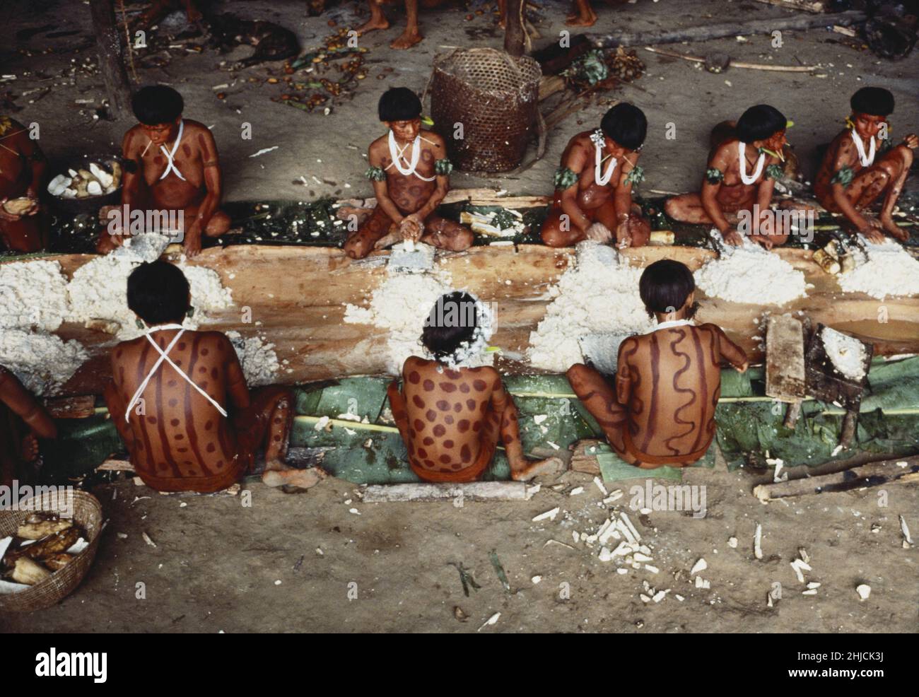 Yanomami indians grating cassava to make bread for guest. Amazon Jungle, Brazil. Circa 1984. Stock Photo