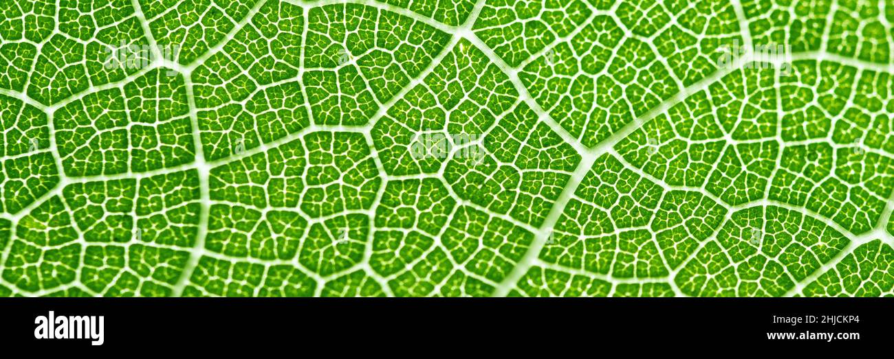 Extreme close up texture of leaf veins. backlight fresh green Leaf ...