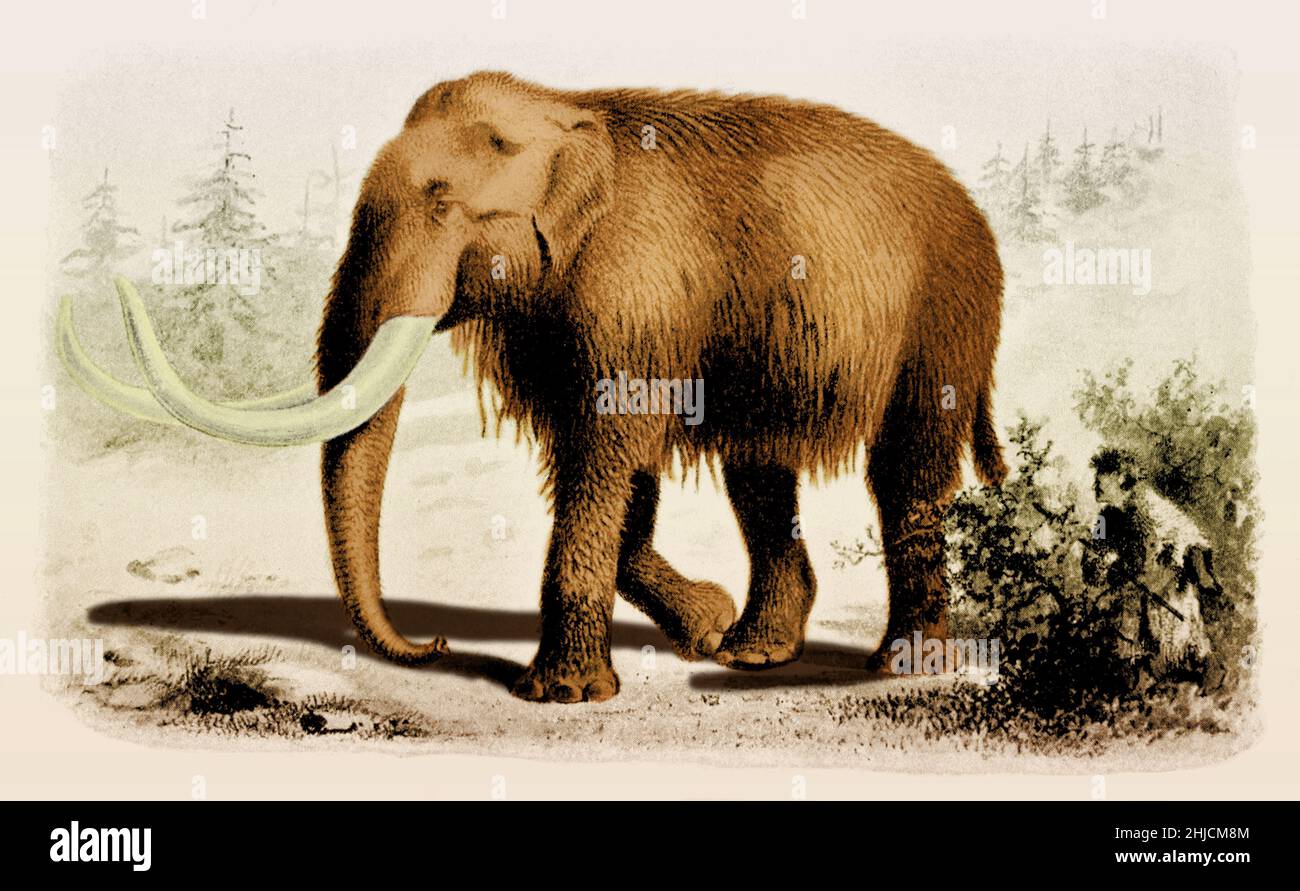 A mammoth is any species of the extinct genus Mammuthus, proboscideans commonly equipped with long, curved tusks and, in northern species, a covering of long hair. They lived from the Pliocene epoch from around 5 million years ago, into the Holocene at about 4,500 years ago and were members of the family Elephantidae, which contains, along with mammoths, the two genera of modern elephants and their ancestors. This animal appeared during Cenozoic era, the most recent era of geologic time, from about 65 million years ago to the present. The Cenozoic Era is characterized by the formation of moder Stock Photo