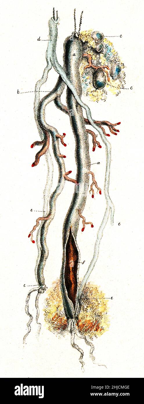 An amputated nerve and artery, with a blood clot above the ligature. Colored stipple etching after John Bell, c. 1810. Stock Photo