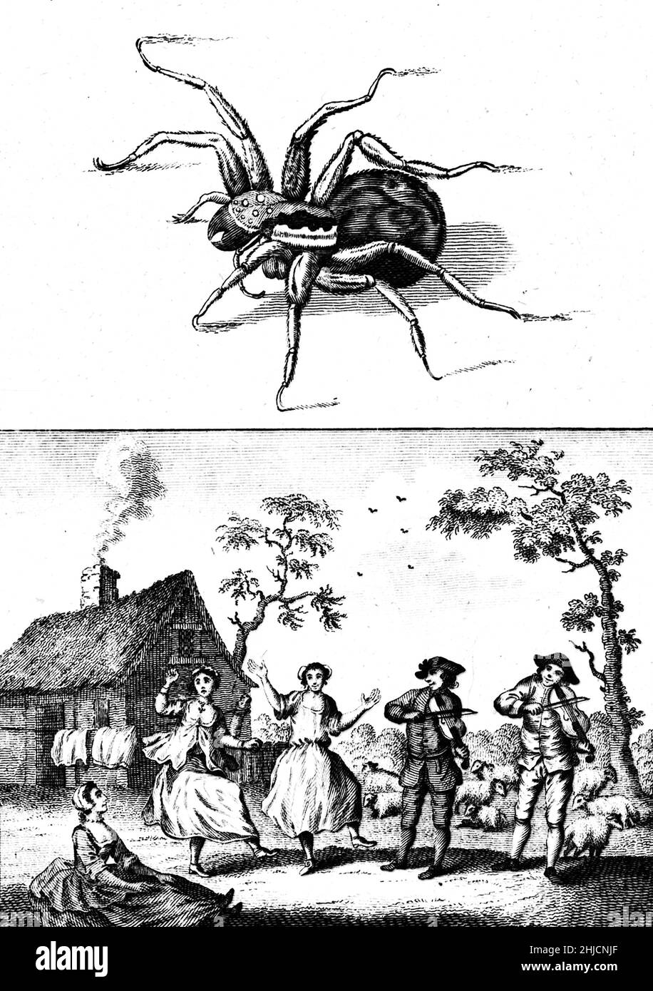 Historical etching showing people dancing and playing music as an antidote to a tarantula bite. Between the 15th and 17th centuries, Taranto, Italy, was hit by a dance craze after the rise of a malady characterized by the hysterical impulse to dance. This became known as tarantism. Some claimed tarantism was caused by the bite of the European wolf spider known as the tarantula (named after Taranto). The only cure was thought to be dancing off the venom. Stock Photo