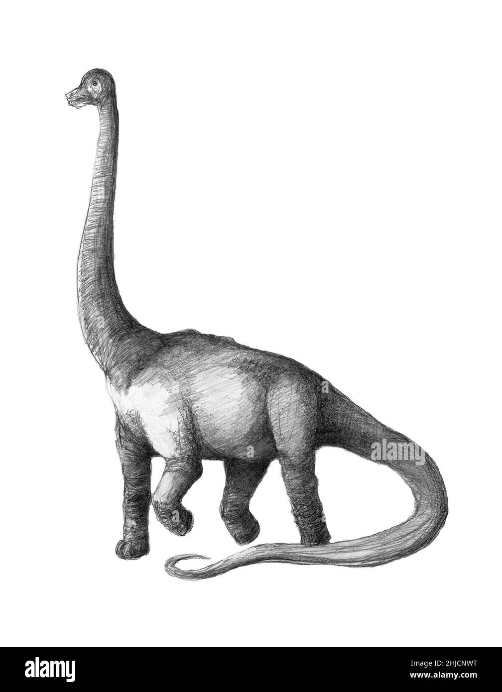 Brachiosaurus dinosaur, artwork. Brachiosaurus was the tallest dinosaur, standing up to 16 meters tall. Unusually for a dinosaur, its front legs were longer than its hind legs. It is thought that it fed on the high leaves of trees, as giraffes do today. Fossils of Brachiosaurus have been found in North America and Africa. It lived in the late Jurassic period, between 155 and 145 million years ago. It is thought that Brachiosaurus lived in herds, although a fully- grown adult would have had little to fear from predators. Stock Photo