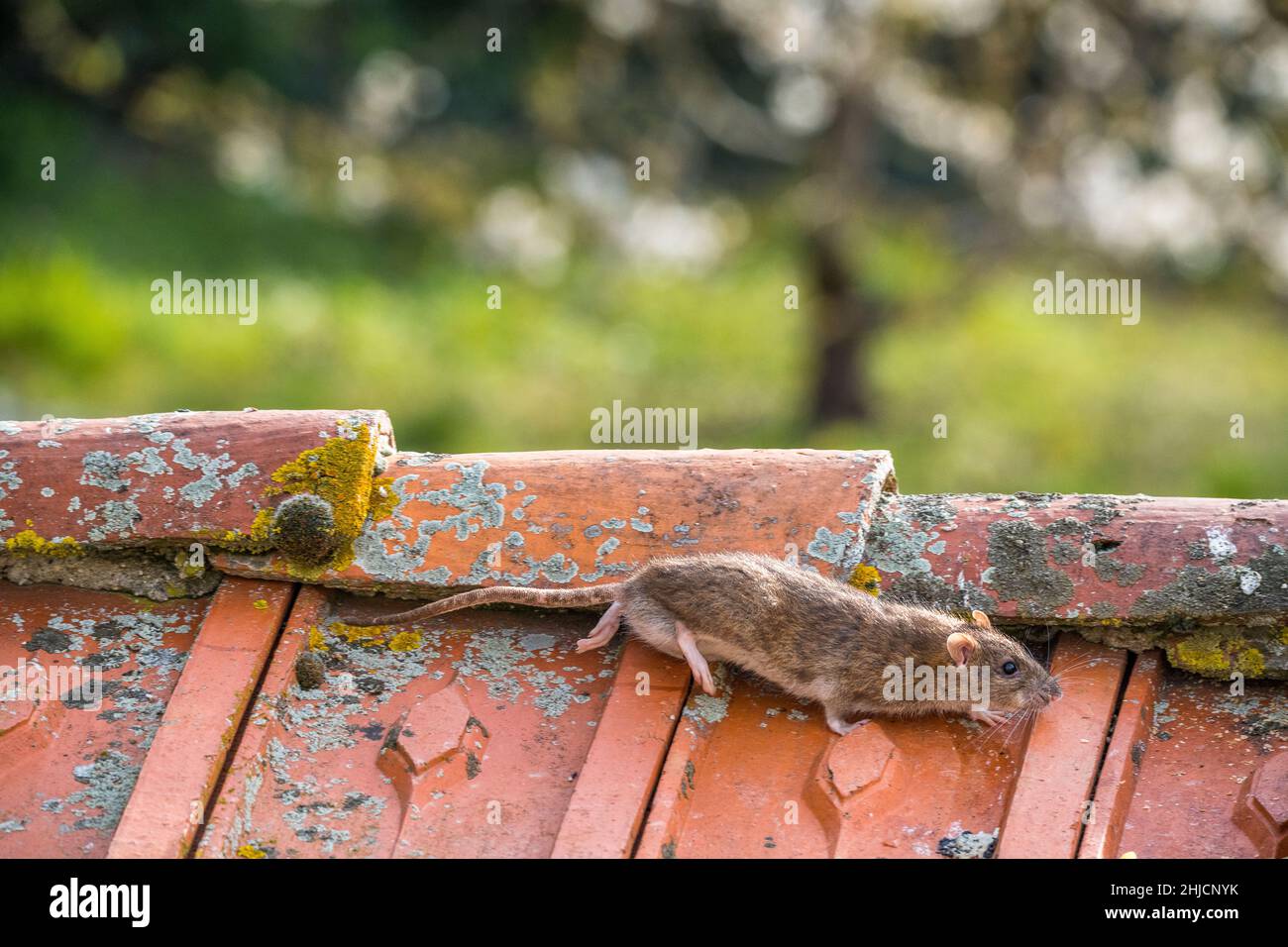 Brown rat (Rattus norvegicus), courtship on tiles Stock Photo Alamy