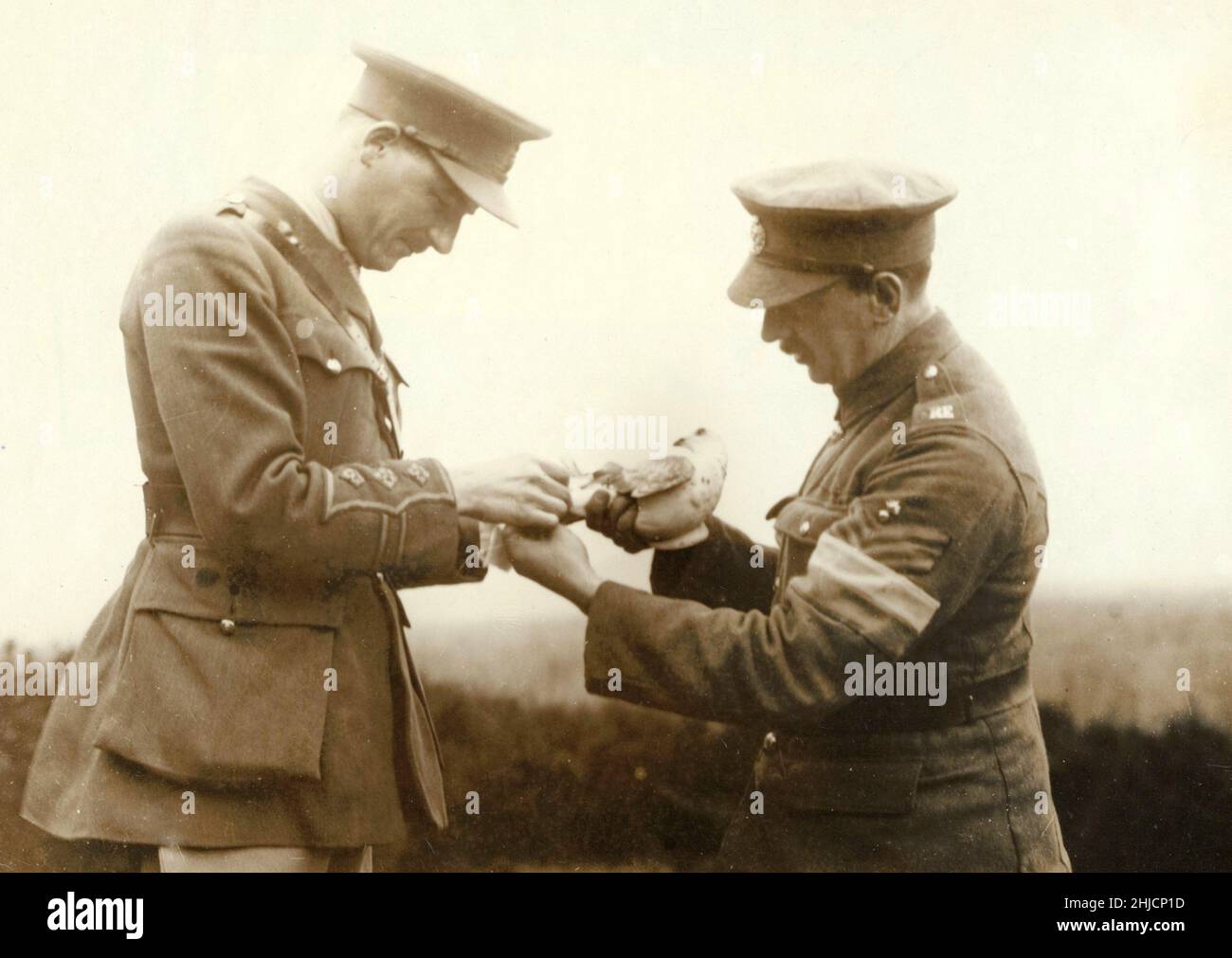 Two First World War allied soldiers bandaging the leg of a carrier pigeon that returned wounded with a message. Stock Photo