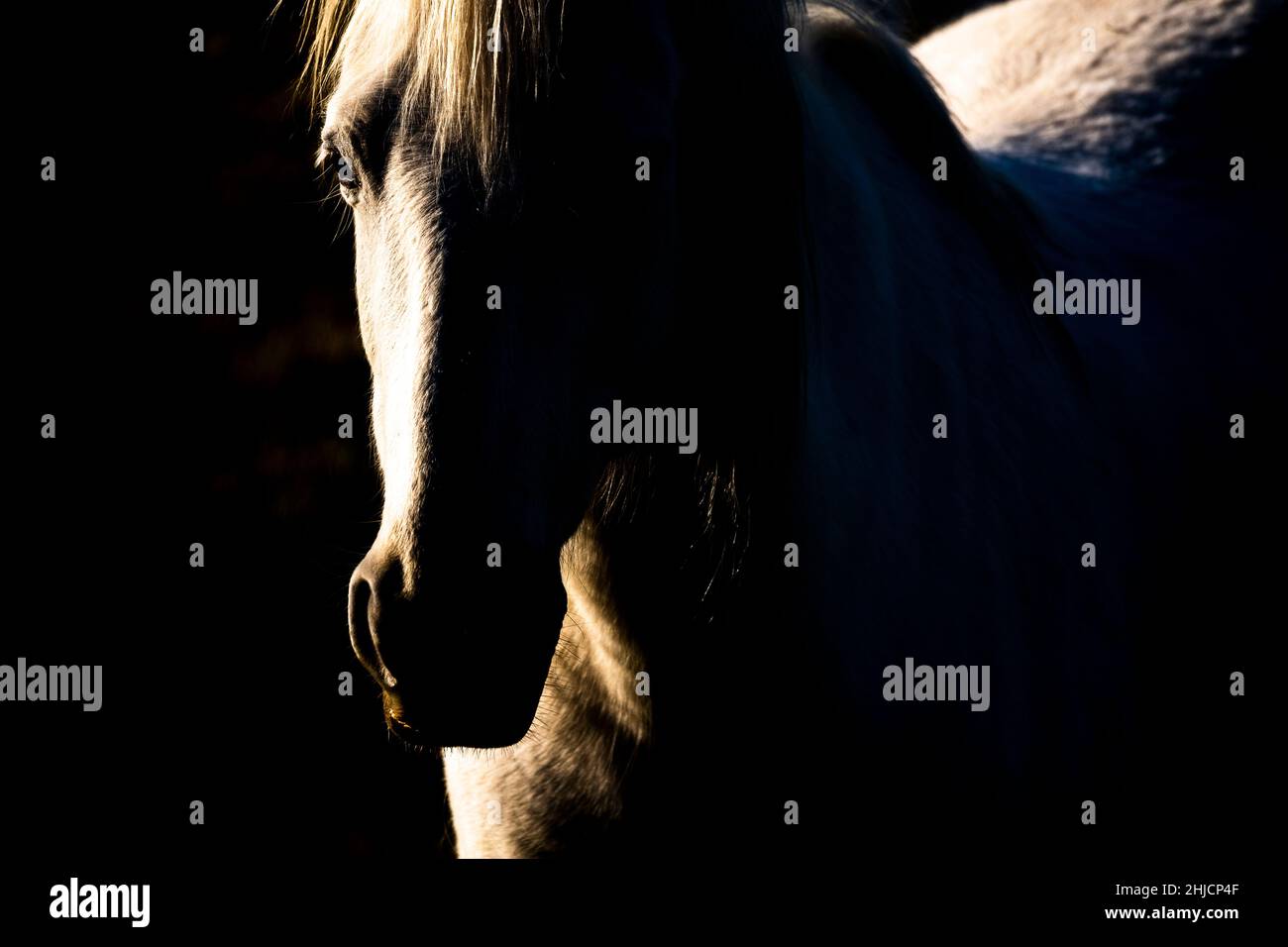 Horse (Equus ferus caballus), portrait. Stock Photo