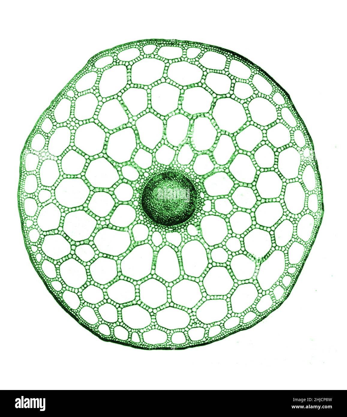Stem of section of Mare's Tail (Hippuris vulgaris). Magnification: 14x. Hippuris vulgaris is a common aquatic plant of Eurasia and North America. Photomicrograph made by Arthur E Smith in the early 1900s, using a combined microscope and camera. In 1904, the Royal Society in London exhibited a series of Smith's photomicrographs to the public. They were later published in 1909 in a book called 'Nature Through Microscope & Camera.' They were the first examples of photomicroscopy many had ever seen. Stock Photo