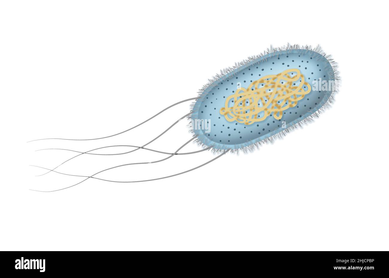 Illustration of the Escherichia coli, or E. coli bacteria. E. coli is a rod shaped bacteria, commonly found in the lower intestine of warm-blooded organisms. Certain strains can cause food-poisoning in humans. Stock Photo