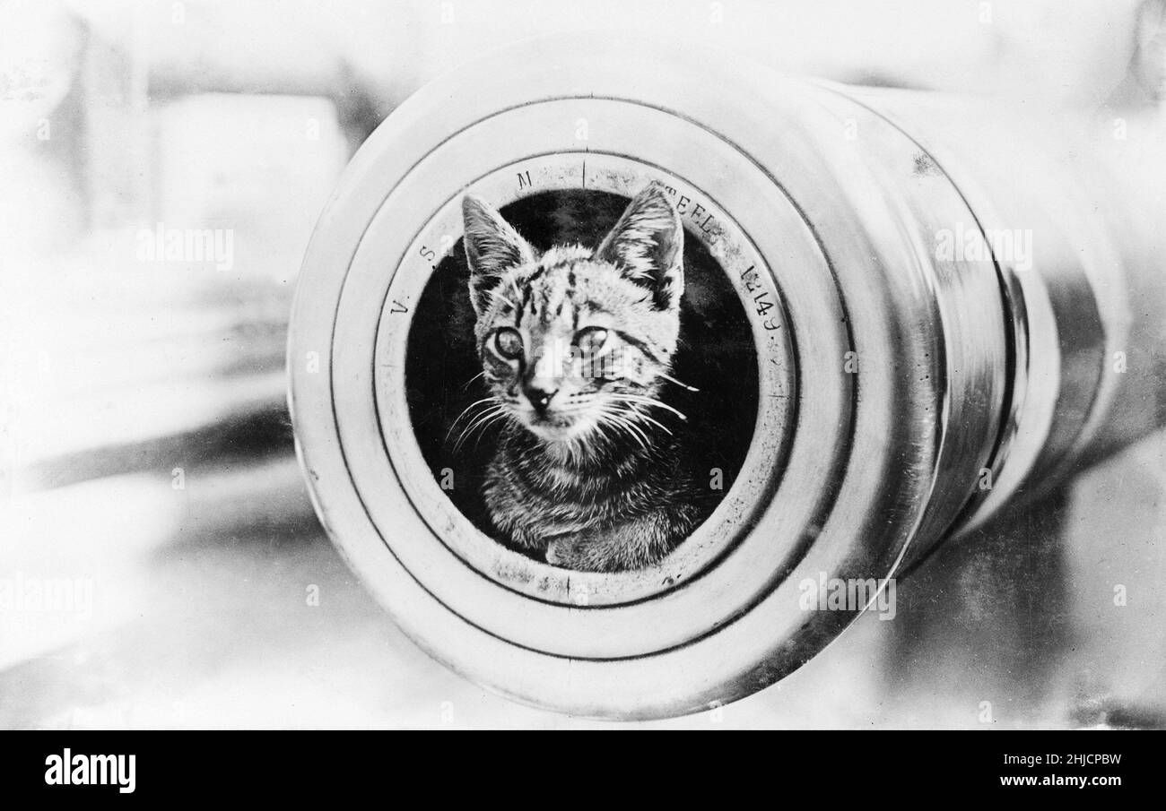 The feline mascot of the Australian light cruiser HMAS Encounter, peering from the muzzle of a 6 inch gun. Circa 1914-1918. Stock Photo