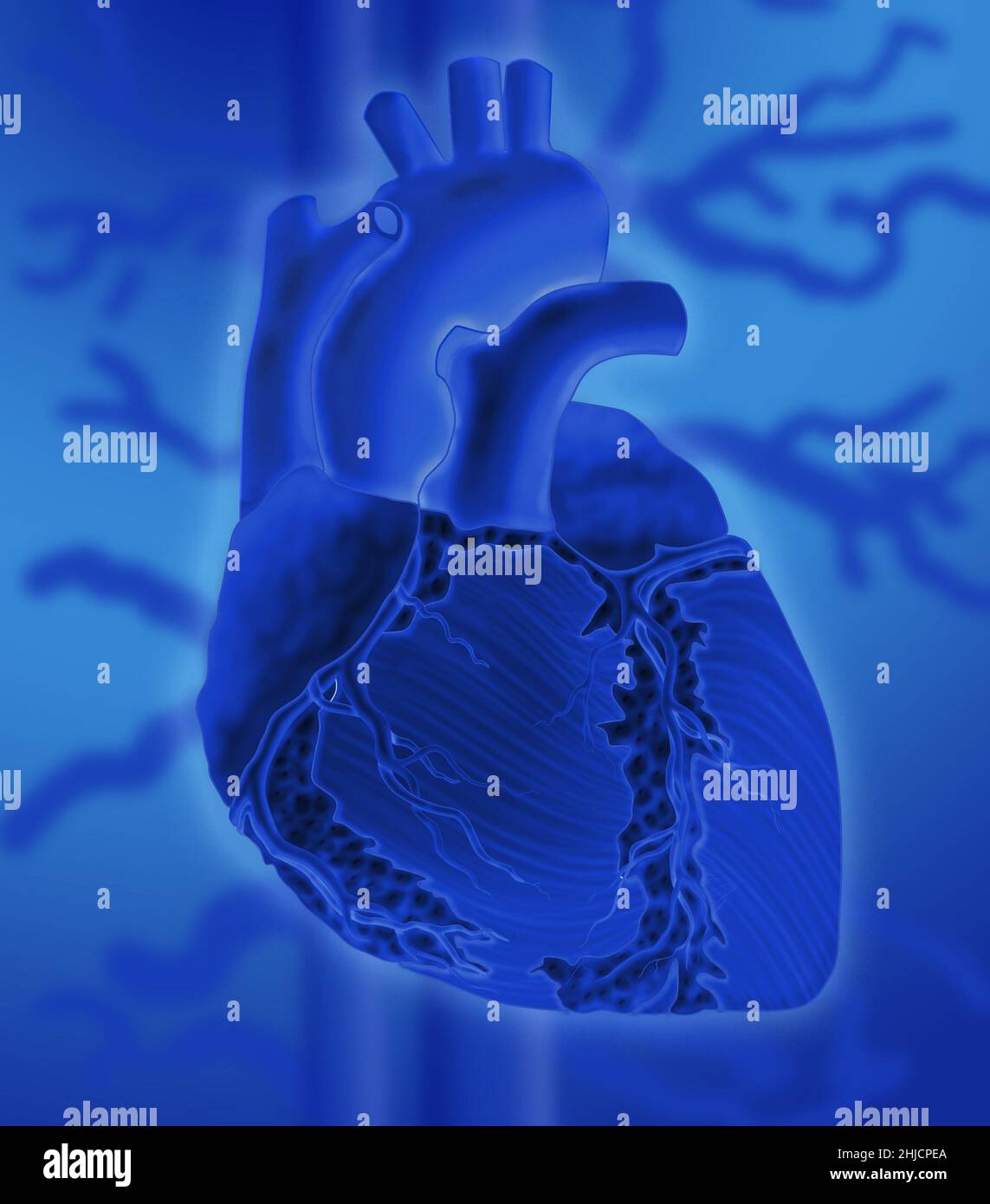 Conceptual image of the human  heart on a colorful background. Stock Photo