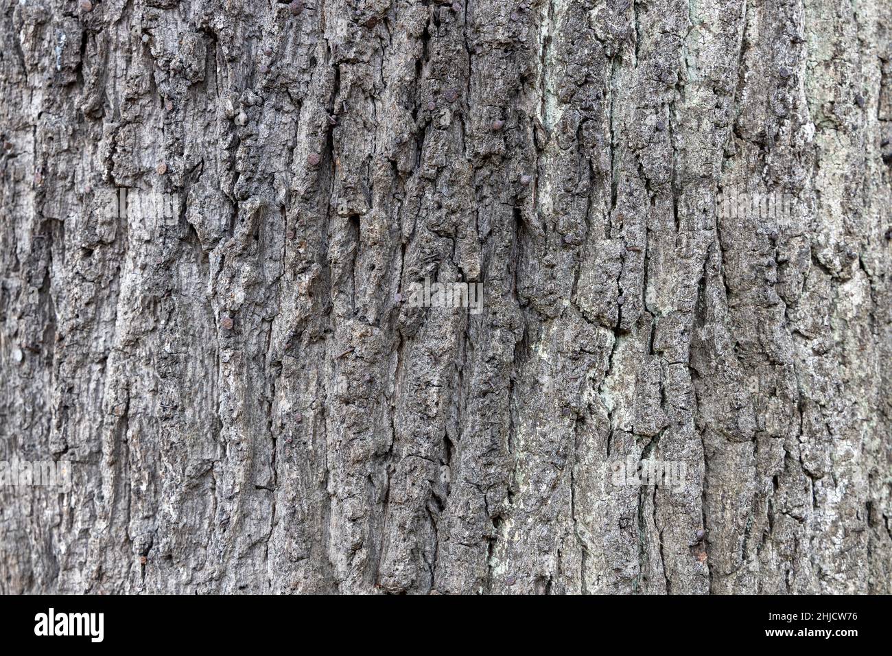 An very old tree bark with its structure Stock Photo Alamy