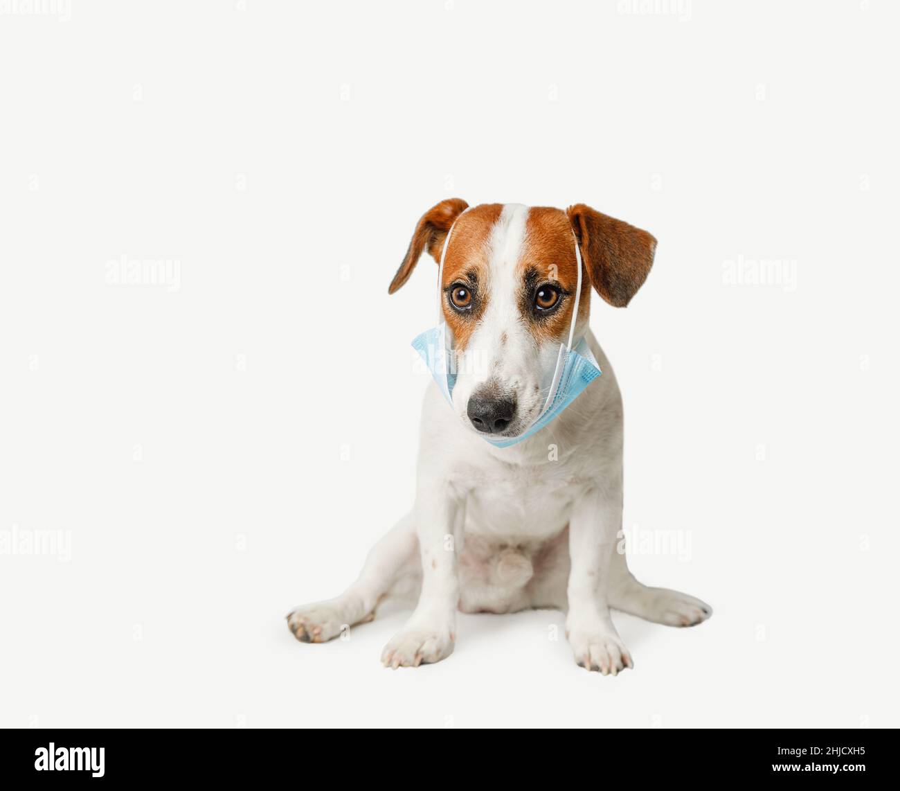 Cute dog wearing medical face mask on light background Stock Photo - Alamy