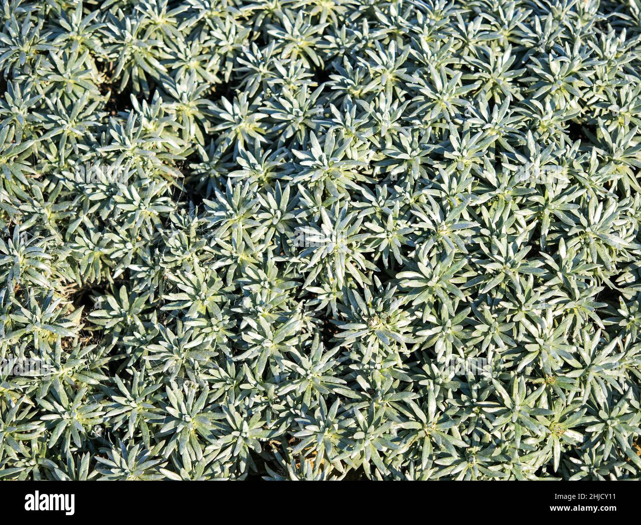 Dense silvery green leaves of Helichrysum arwae Stock Photo