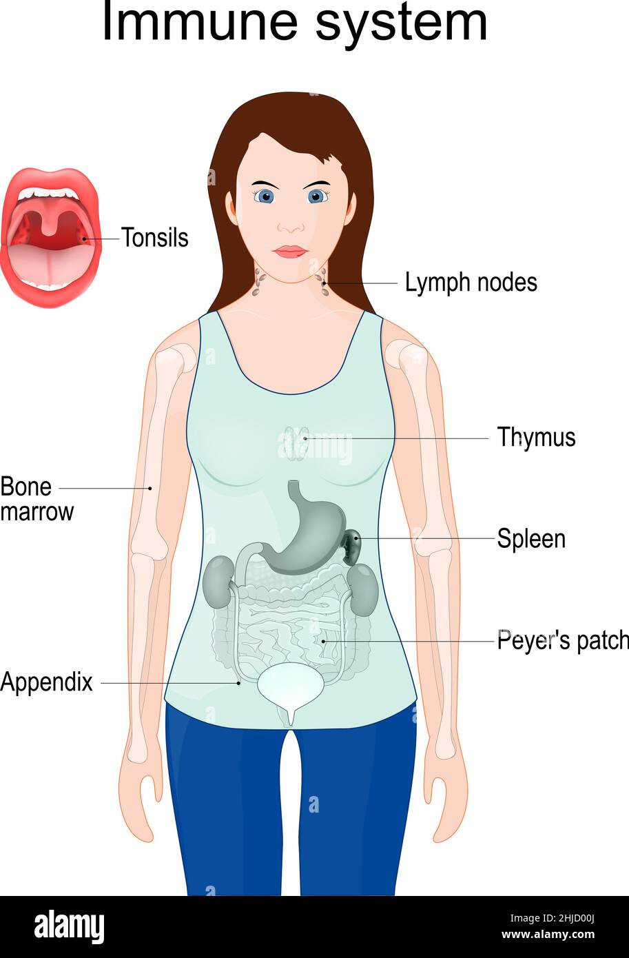 Immune system. woman silhouette with Internal organs: Appendix, Spleen, Thymus, Bone marrow, Tonsils in mouth, Lymph nodes, and Peyer's patch in intes Stock Vector