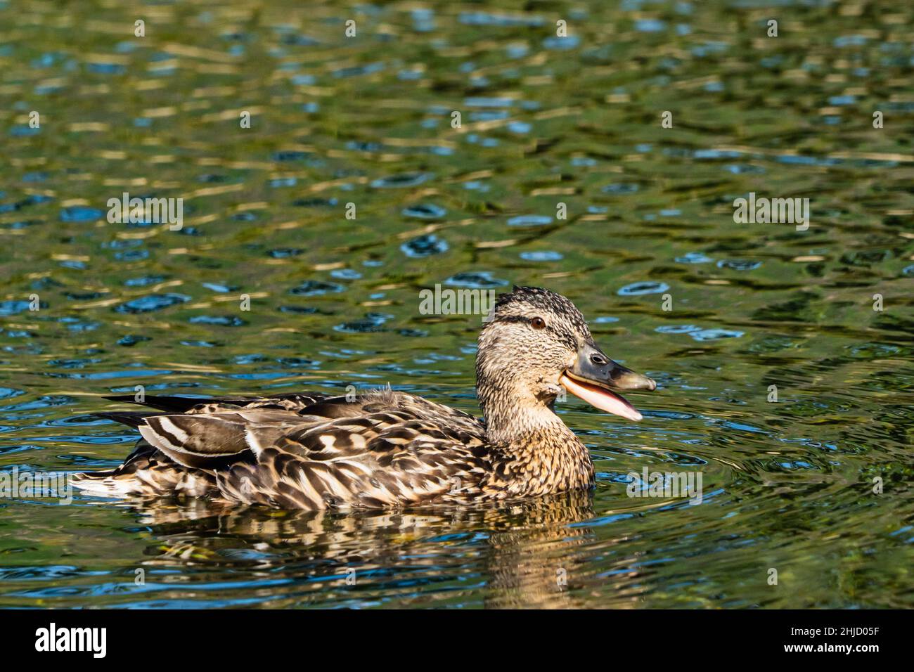A duck basking in the sun on Derwent water in the English Lake District on a summers morning Stock Photo
