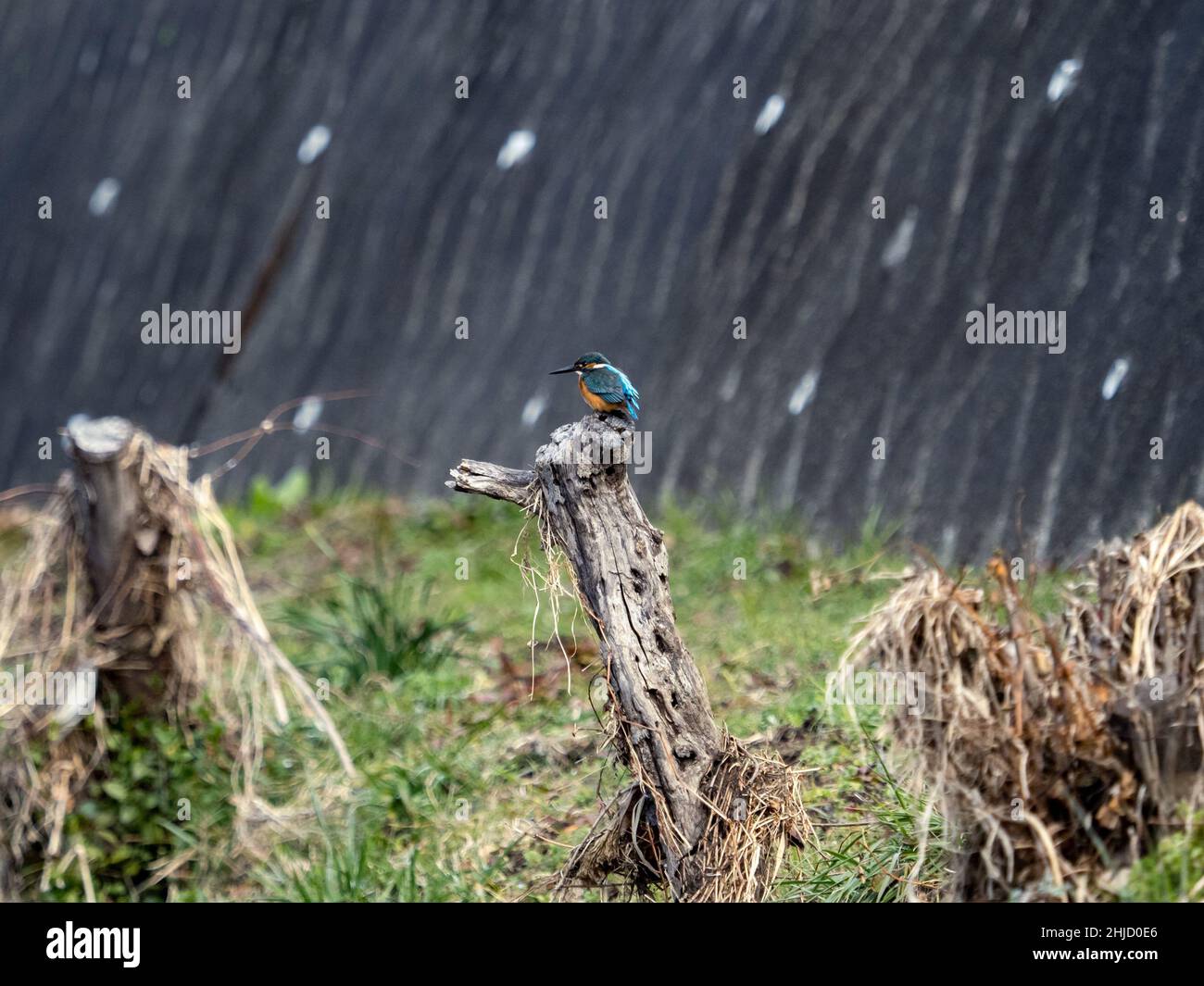 Closeup of a Common Kingfisher (Alcedo atthis bengalensis) in Yokohama ...