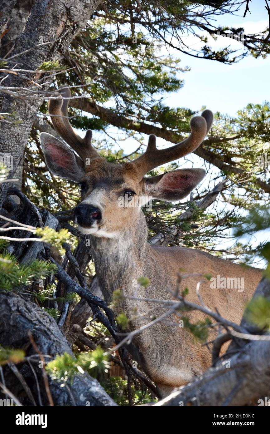A deer atop Hurricane Ridge in Olympic National Park on the Olympic ...