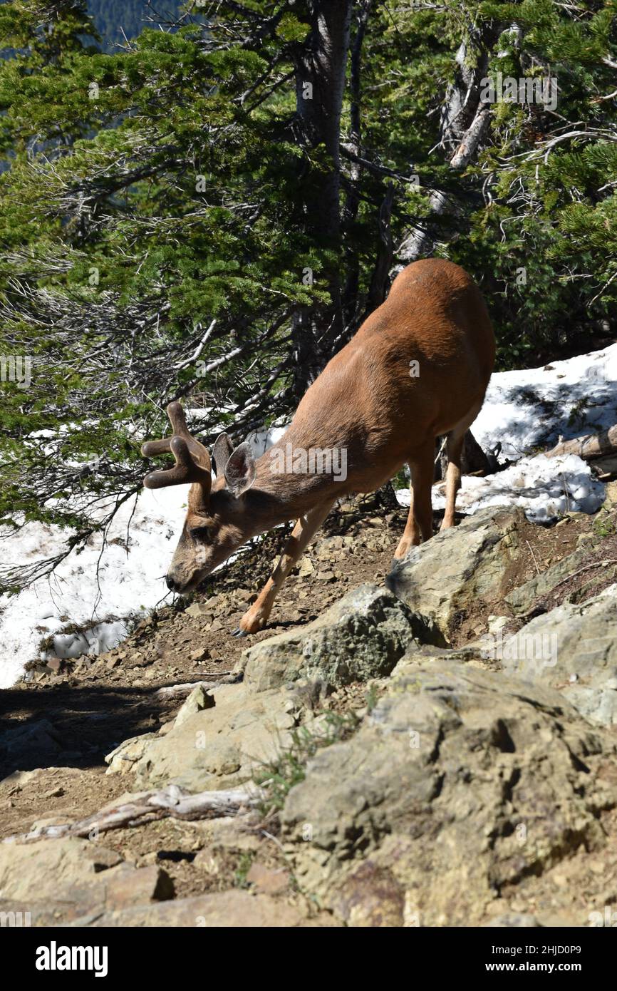 Black tail deer olympic peninsula hi-res stock photography and images ...